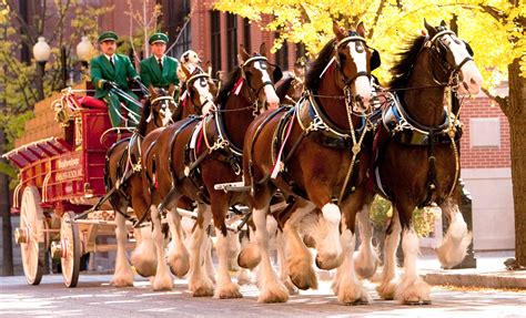 Mar 16, 2022 The Budweiser Clydesdales are bred and trained exclusively at Warm Springs Ranch, a 300-plus-acre property in Boonville, Missouri. . Budweiser clydesdales 2022 schedule florida